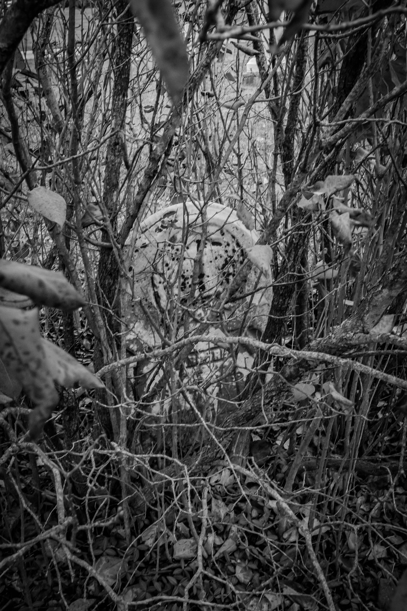 day, 4K, lifestyles, monument, branch, human body part, black and white, black and white photography, graveyard, real people, woodland, bushes, bare tree