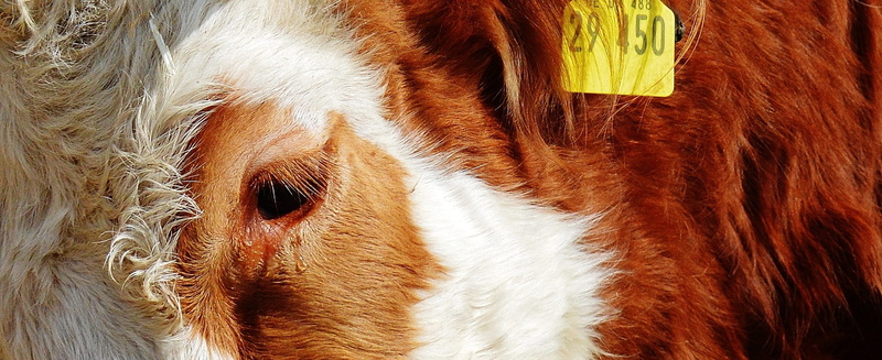 animal hair, domestic, domestic animals, herbivorous, animal welfare, a heart for animals, pets, cattle, tear, no people, day, close-up, animal body part