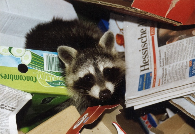 close-up, publication, coffee donation, western script, plage, please donate, indoors, focus on foreground, animal wildlife, invasion, one animal, mammal