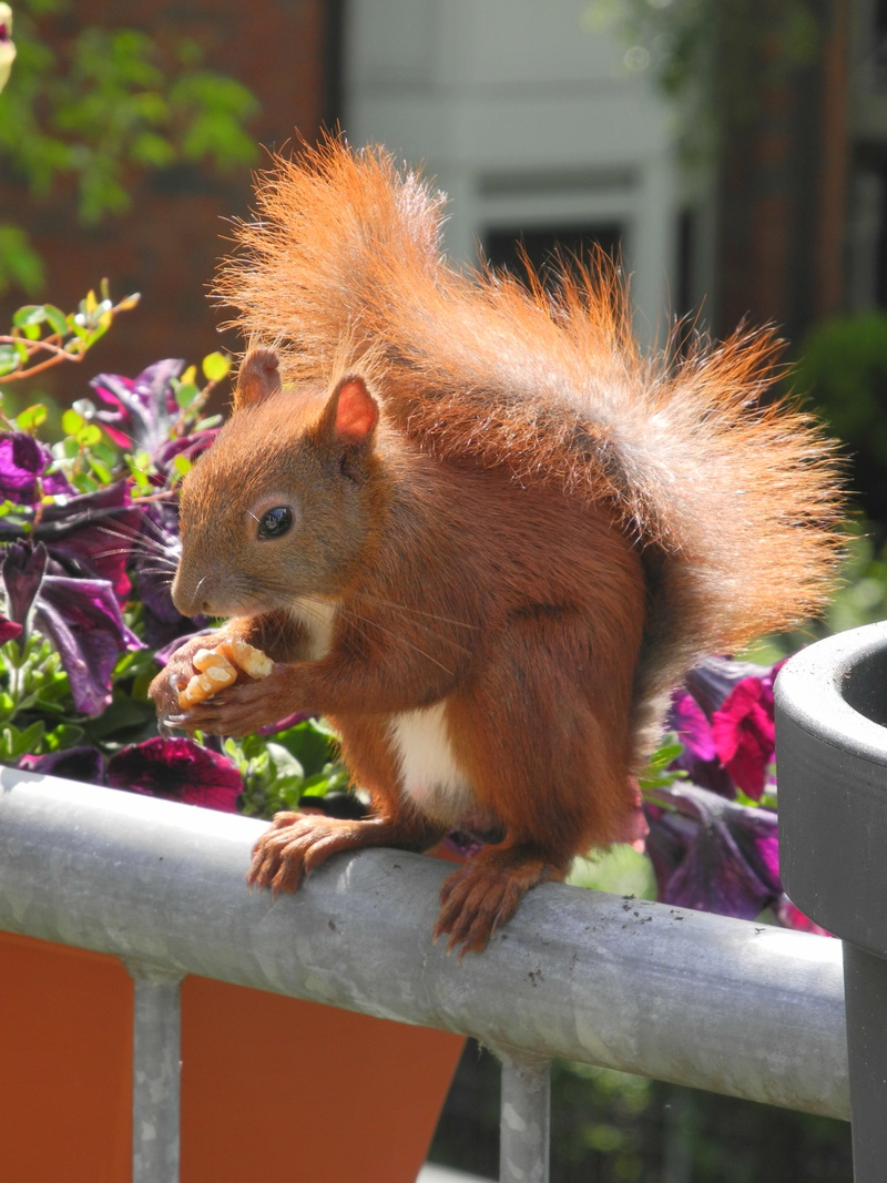 close-up, squirrel, food, balcony, sciurus vulgaris, Paypal, animal wildlife, nature, eating, walnut, flower, focus on foreground, Donation, city ​​nature