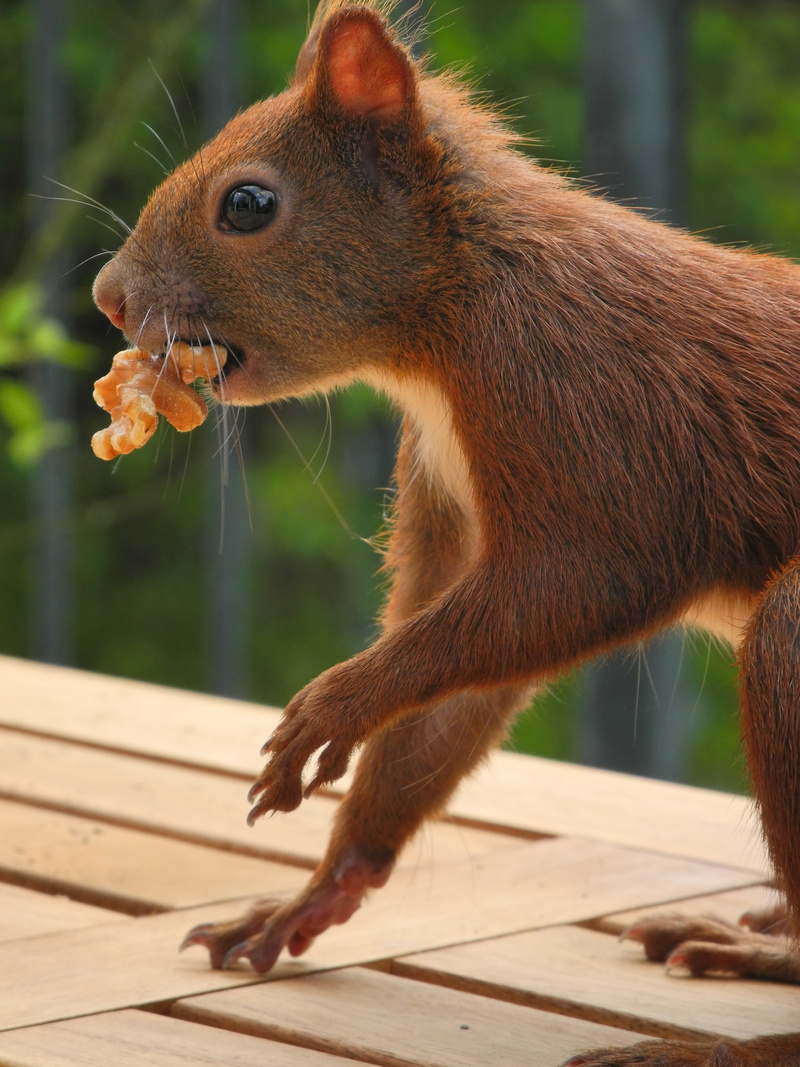 one animal, whisker, no people, selective focus, balcony, red, brown, animal, mammal, focus on foreground, surface, outdoors, walnut, please appreciate