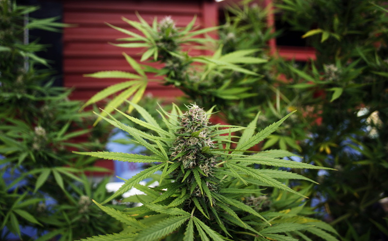 day, freshness, pine tree, tree, marijuana - herbal cannabis, leaf, natural, food and drink, growth, tranquility, focus on foreground, weed, plant, beauty in nature