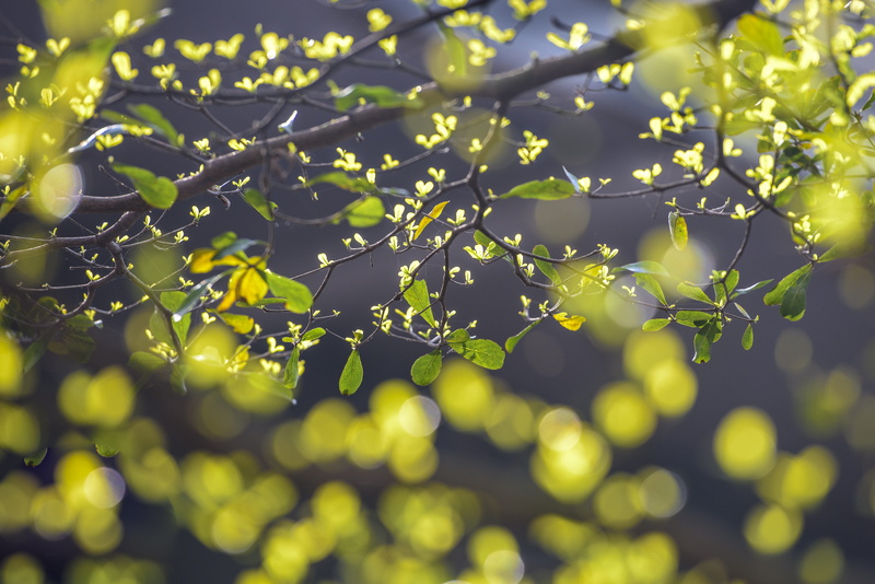 growing, tranquility, close-up, leaf, sunny, bright, sunlight, spring, focus on foreground, light, hands, plant part, 5K, green, nature, environmental