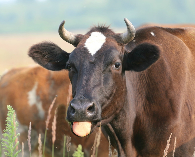 brown, looking at camera, pets, milk, domestic cattle, vertebrate, animal themes, animal, cattle, snout, the language, no people, field, day, show, outdoors