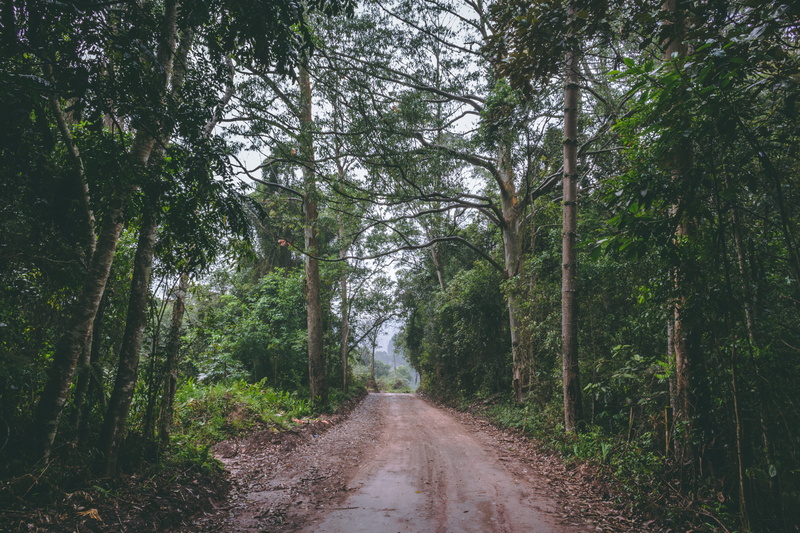 outdoors, trees, long, dirt, woodland, desolate, clear, forest, direction, leaf, quiet, wander, shortcut, adventure, photography, path, road, offroad, no people