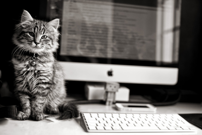 kitten, feline, black And White, pets, cute, looking, keyboard, animal, computer, grayscale, technology, young Animal, apple, wireless technology, photo