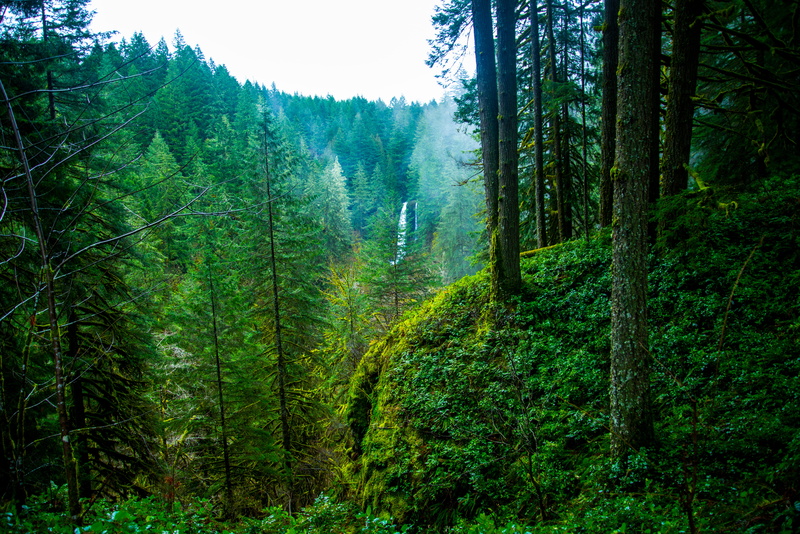 green color, scenics - nature, nature, beauty, united states, landscape, waterfall, woodland, remote, tree, oregon, tree trunk, sublimity, pine tree, pine woodland