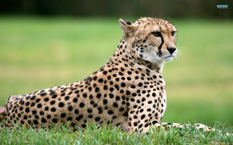 sublime, cheetah, animals, spotted, superlative, animal, 1080P, beauty