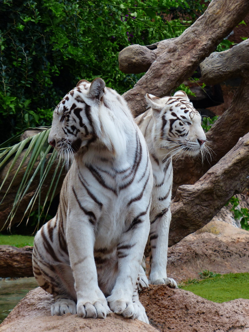 female, no people, white tiger, panthera tigris tigris, plant, indian tiger, sublime, animals in the wild, white bengal tiger, males, mammal, wildcat, white