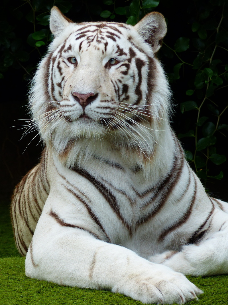animals in the wild, day, no people, outdoors, panthera tigris tigris, 4K, white, panthera tigris, animal wildlife, one animal, cozy, laying, face, feline
