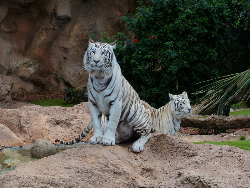 white, mammal, panthera tigris, pair, plant, wildcat, white königstieger, vertebrate, dangerous, bengal tiger, indian tiger, striped, large, day, males