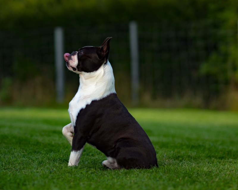 terrier, animal world, hundeportrait, jack russell terrier, fur, black, animal themes, focus on foreground, funny, pit, mammal, canine, white, cute, pet