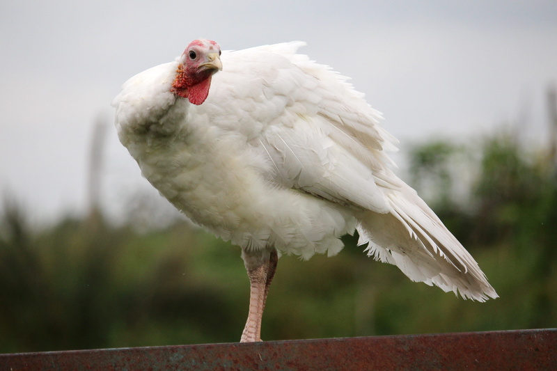 vertebrate, animal body part, close-up, small, white, 5K, cockatoo, no people, turkey, one animal, bird, focus on foreground, animal, animal head, animals in the wild