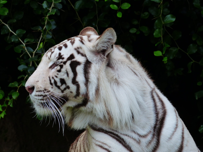 panthera tigris tigris, animal markings, white tiger, day, outdoors, indian tiger, majestic, 4K, animal themes, white königstieger, whisker, looking, sublime