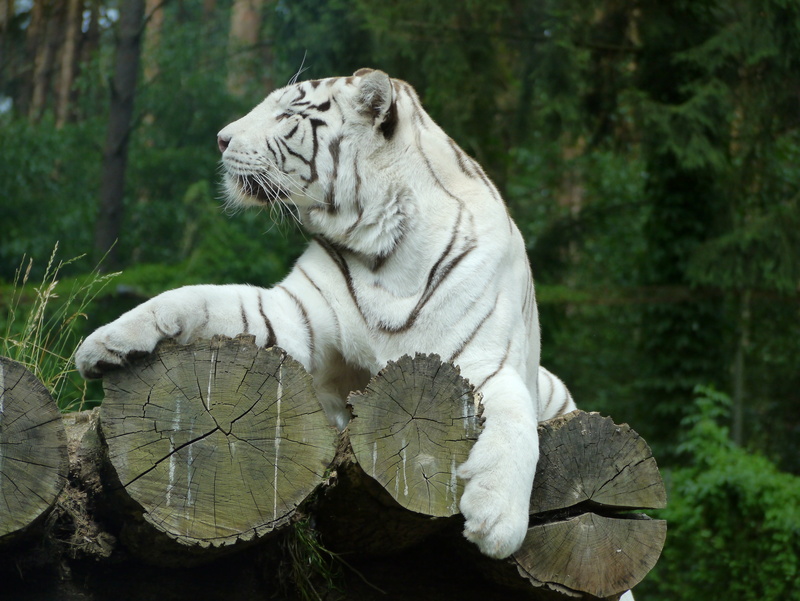 tiger, no people, white, black and white, whisker, focus on foreground, white tiger, plant, nature, animal, sublime, 4K, majestic, cat, big cat, vertebrate