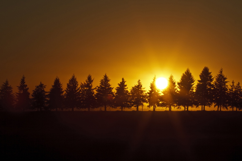 forest, sunrise - Dawn, Field, 5K, nature, Lens, dusk, dawn, beauty In Nature, outdoors, summer, USM, 40mm, Landscape  Photography, silhouette, Row, tree