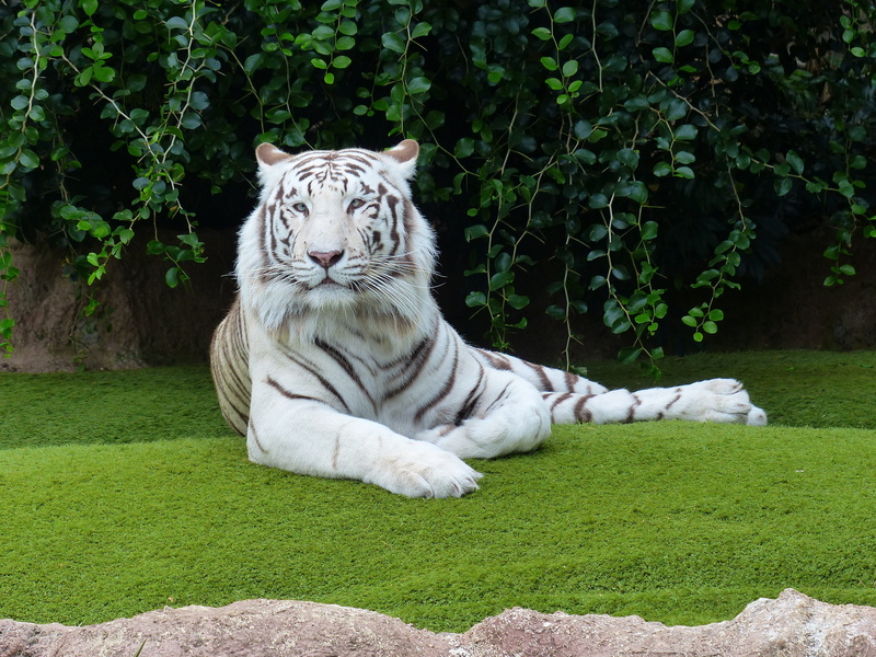 animal, boredom, sublime, plant, white, predator, dangerous, rest, big cat, majestic, white bengal tiger, mammal, relaxation, day, animal themes, whisker