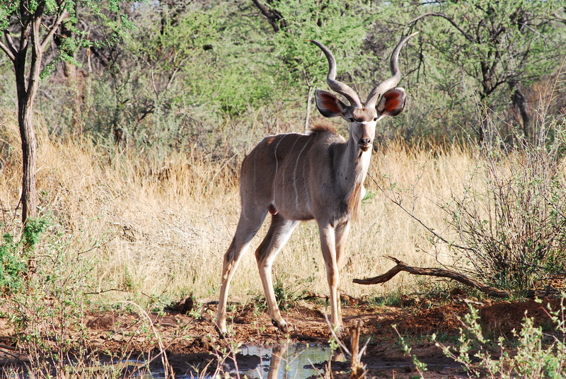 Antelope, day, Kudu, plant, full length, animal themes, tree, Horned, safari animals, standing, forest, large kudu, no people, guy, animals in the wild