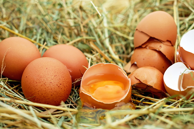 holiday, grass, farm, group of objects, egg yolk, outdoors, animal egg, beginnings, animal nest, easter egg, poultry, food and drink, eggs, no people, raw eggs