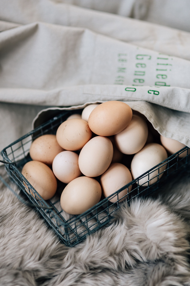 still life, egg, agriculture, animal Egg, eggs, food, freshness, organic, healthy Eating, egg carton, wire, vulnerability, ingredient, easter, container