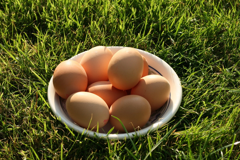 vulnerability, native, no People, close-up, day, high angle view, springtime, healthy eating, Eggs, Fresh, farm, raw Food, cuisine, easter, green color