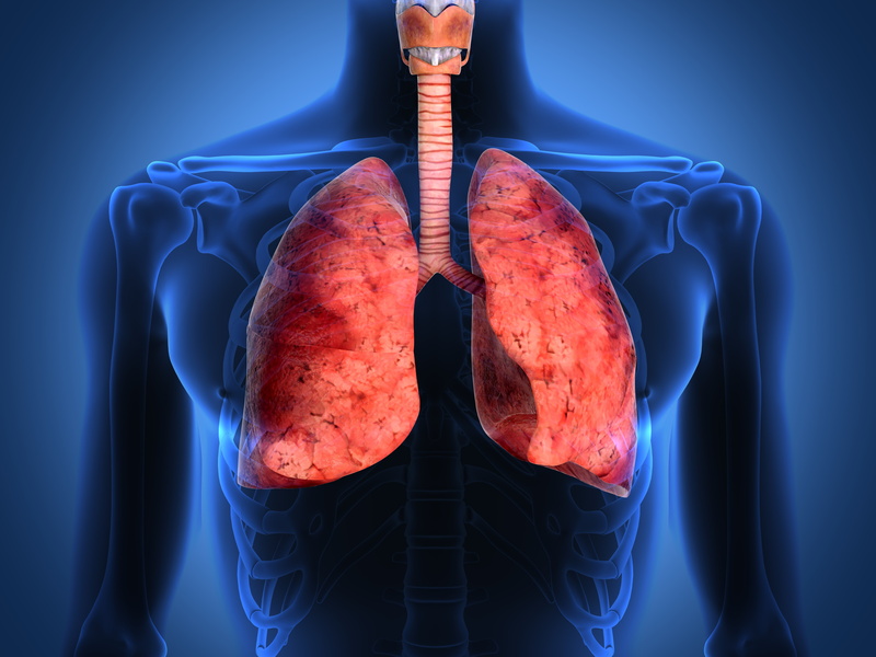 respiratory tract, lungs, human body, 5K