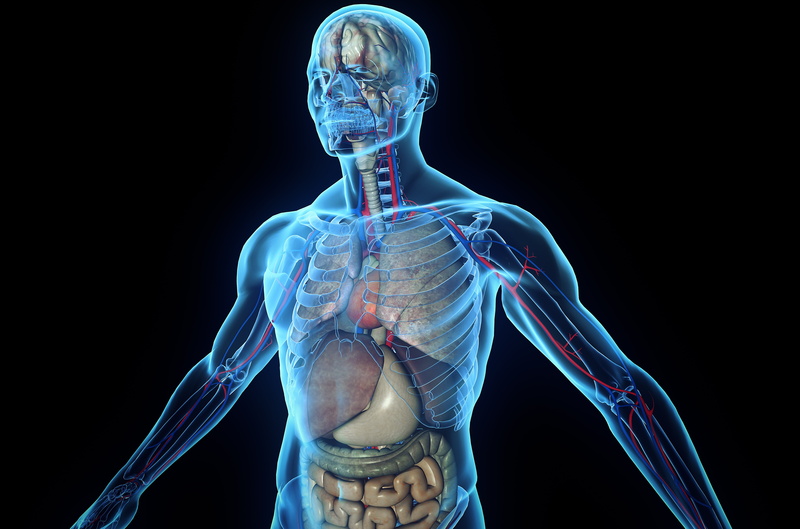 people, human skeleton, human, indoors, representation, body part, waist up, studio shot, adult, robot, bone, biology, healthcare and medicine, skeleton
