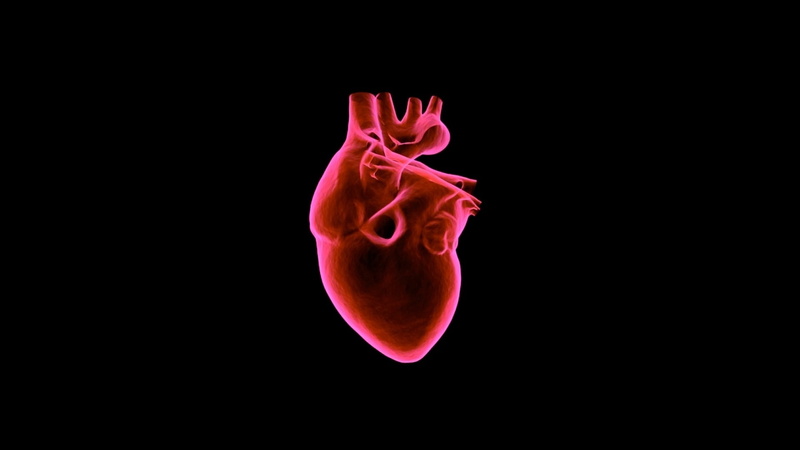 animal, heart, red, nature, muscular, close-up, no people, black background, jellyfish, beauty in nature, animal themes, water, copy space, sea life, underwater