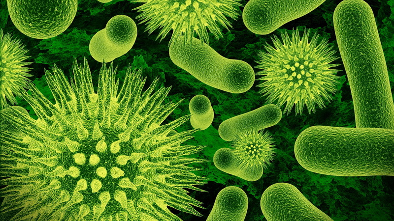 organism, germ, bacteria, disease, green, 4K, life, microscope, health, defenses, blood, viruses