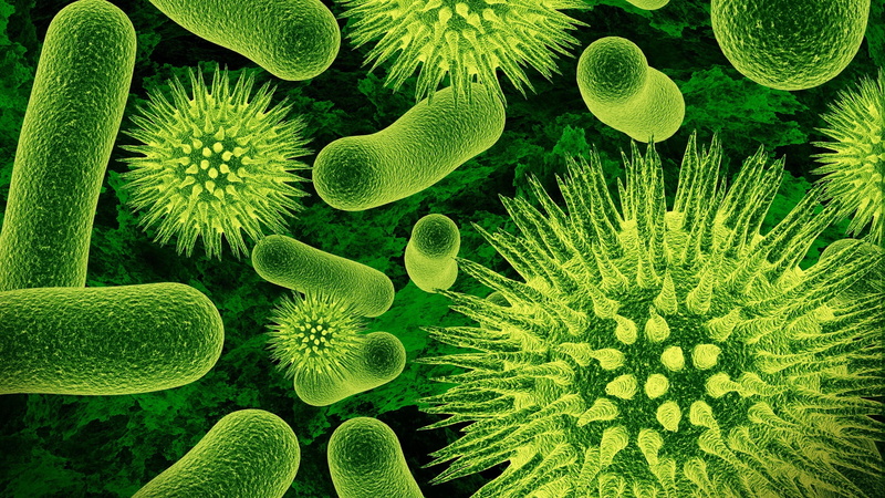 2K, nature closeup microscopic viruses bacteria science green biology