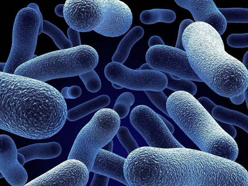 Bacteria, 2K
