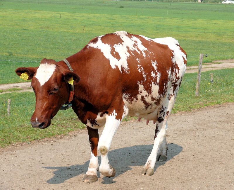 farm, rural Scene, standing, animal, grass, land, meadow, herbivorous, cow, grazing, vertebrate, no people, field, beef, one animal, livestock, pasture