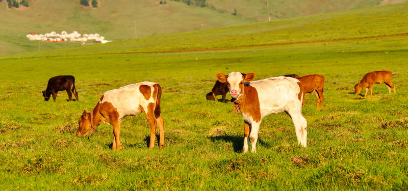 domestic, rural Scene, farm, land, mountain, Calves, Farm, outdoors, grazing, baby, Cattle, animal themes, vertebrate, country, herd, non-Urban Scene, animal