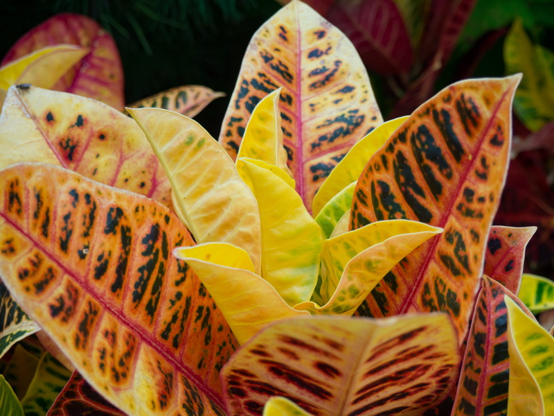 backgrounds, plant, selective focus, day, natural pattern, yellow, plant part, beauty In Nature, growth, change, vulnerability, close-up, season, flower