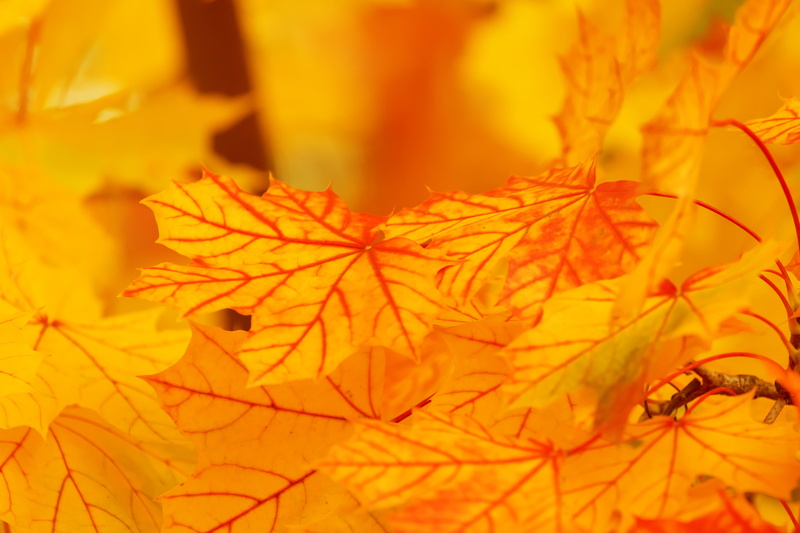 red, 5K, orange Color, vulnerability, fall, plant, natural condition, forest, october, close-up, bright, season, abstract, leaf, maple, color, texture