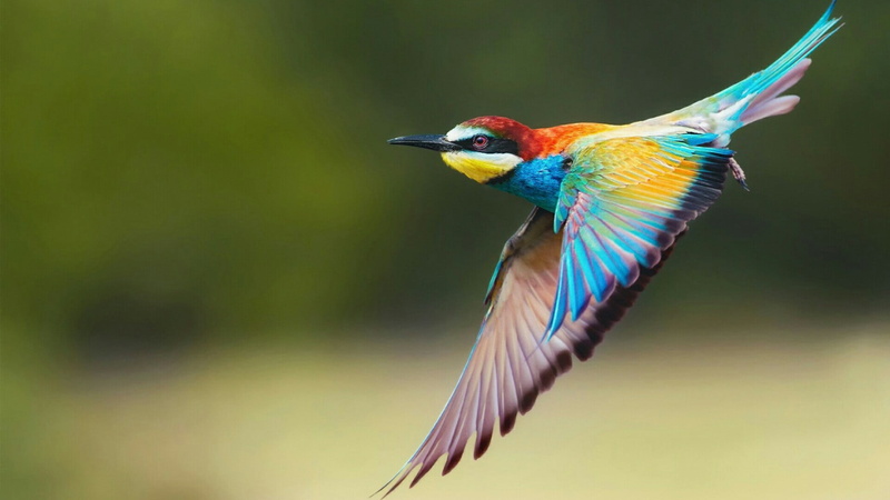multi colored, wing, bird, vertebrate, flying, fly, nature, no people, profile view, kingfisher, close-up, mid-air, european bee-eater, 1080P, focus on foreground
