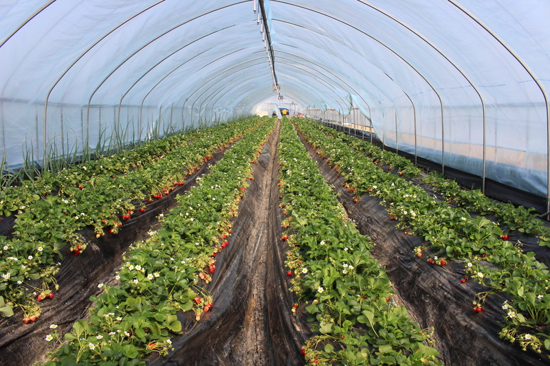 strawberry, plantation, greenhouse, 5K, land, outdoors, rural scene, growth, freshness, field, green color, plant, agriculture, no people, diminishing perspective
