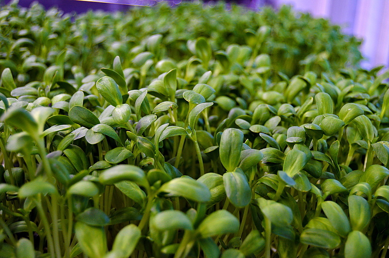 leaf, 2K, murphysboro, no people, wellbeing, smoothies, sunflowers, microgreens, outdoors, food, close-up, nature, plant, green color, abundance, vegetable