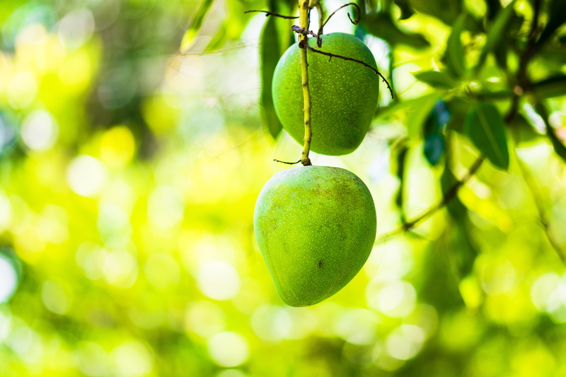 green, food, branch, 5K, close-up, wellbeing, mangoes, growth, plant part, outdoors, green color, two, hanging, fruits, plant, focus on foreground, freshness