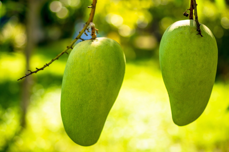fruit, focus on foreground, close-up, mango, freshness, wellbeing, healthy eating, green color, fruits, tree, plant, food and drink, 5K, apple - fruit