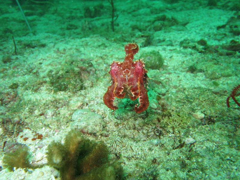sea, water, close-up, turquoise colored, cuttlefish, angry, defensive, ocean, animals in the wild, 4K, animal, undersea, philippines, sea life, one animal