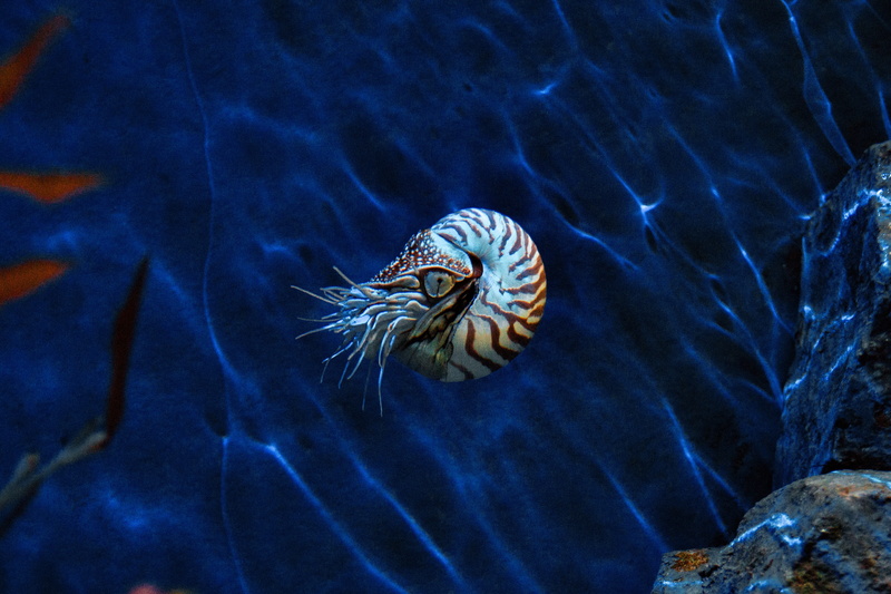 black, animal wildlife, one animal, vertebrate, untitled, underwater, shell, animal markings, close-up, undersea, sealife, nature, fish, white, aquarium