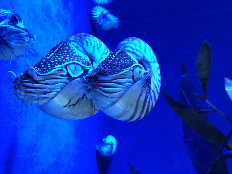 creatures, water, underwater world, nature, 2K, marine, undersea, animal themes, sea life, animals in the wild, animal wildlife, school of fish, Cephalopods