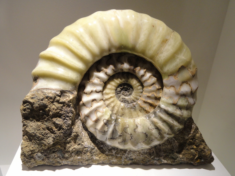 fossil, formation, marine, asteroceras, spiral, nature, no people, cephalopod, shell, ammonite, beauty in nature, directly above, natural pattern, early