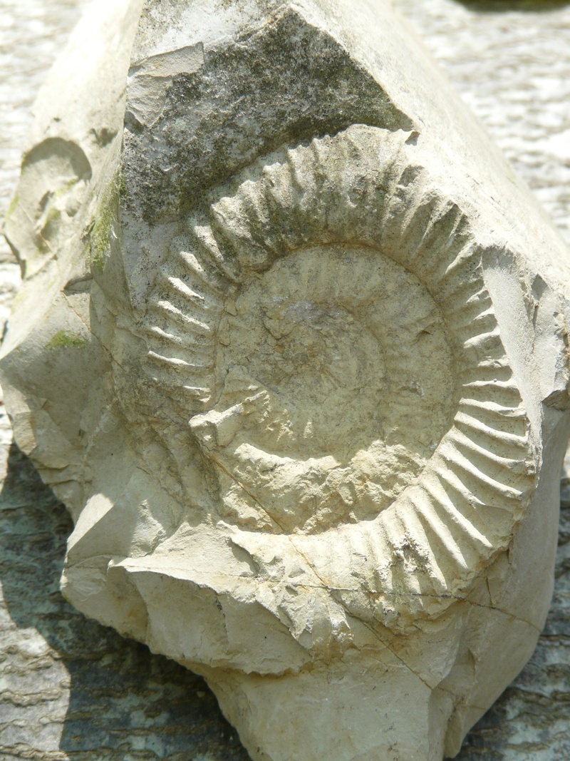 carving - craft product, day, sculpture, nature, swabian alb, art and craft, history, outdoors, close-up, no people, limestone, petrification, the past