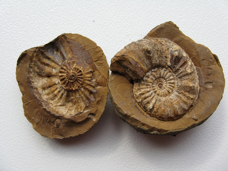 still life, ammonoidea, two objects, close-up, food, ancient, placed, ammonites, extinct, three objects, fossil collection, shells, food and drink, no people