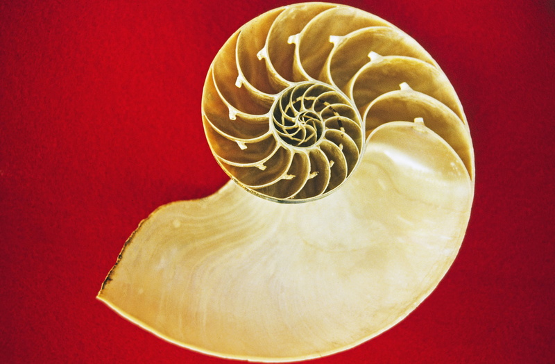 natural pattern, mother of pearl, aesthetic, conch, animal, animal themes, nature, backgrounds, illustration, close-up, animal wildlife, 4K, cross section