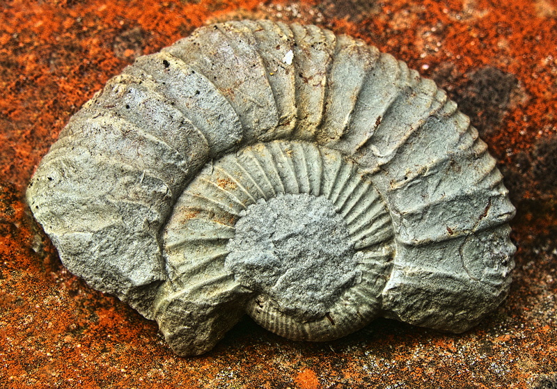 petrified, limestone, geology, 4K, animal shell, no people, nature, ammonoidea, ammonit, fossilized, outdoors, extinct, rock, seashell, day, animal, shell