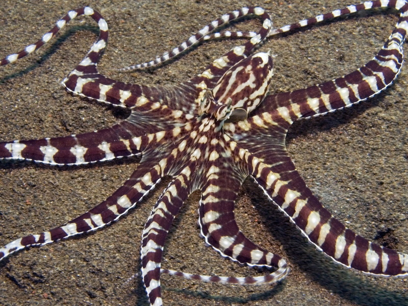 ocean, hd, Sand, art, octopus, oceans, cephalopod, nature, 720P