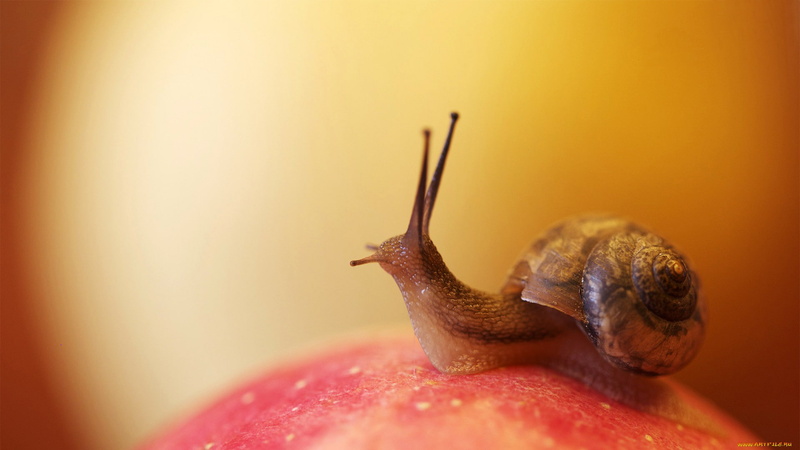 SINK, SNAIL, HORNS, CLAM, MUCUS, 1080P, CEPHALOPODS, SURFACE